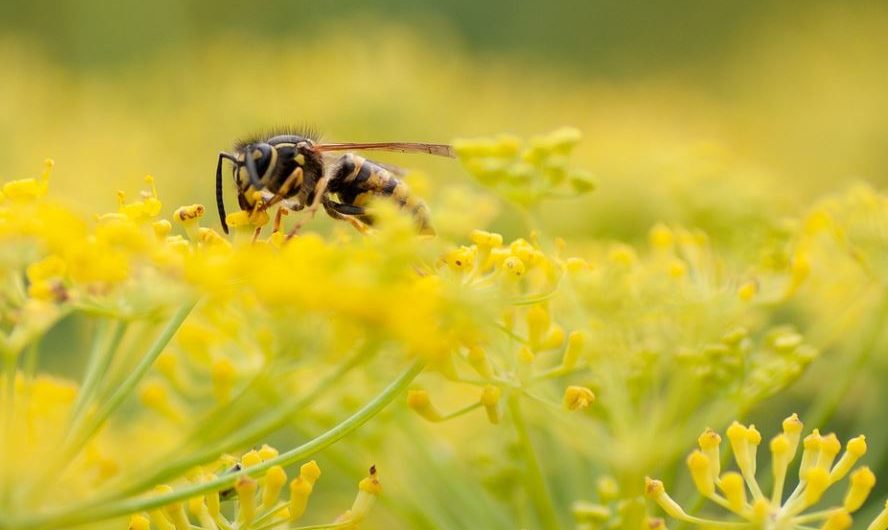 21 Spiritual Meanings of Dreaming of Wasps
