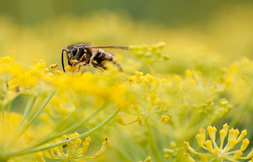 21 Spiritual Meanings of Dreaming of Wasps