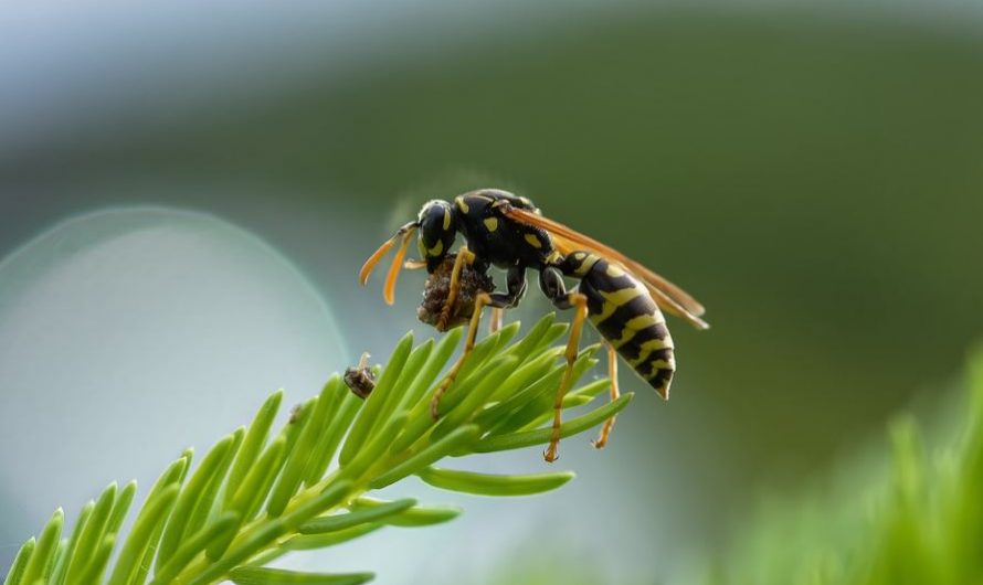 20 Spiritual Meanings of Dreaming of Bees