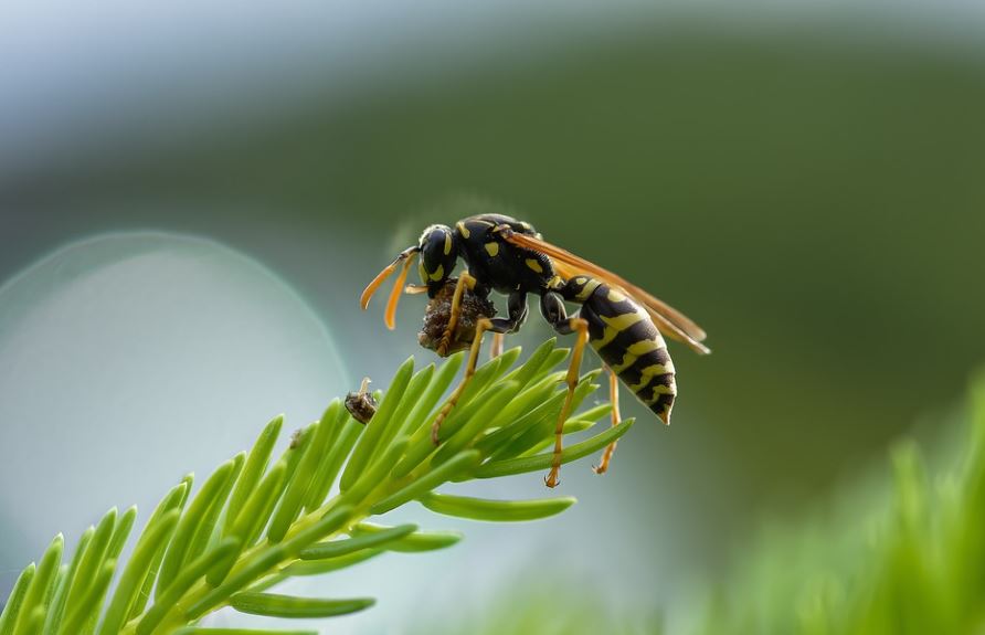 20 Spiritual Meanings of Dreaming of Bees