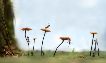 20 Spiritual Meanings of Dreaming of Catching Ants