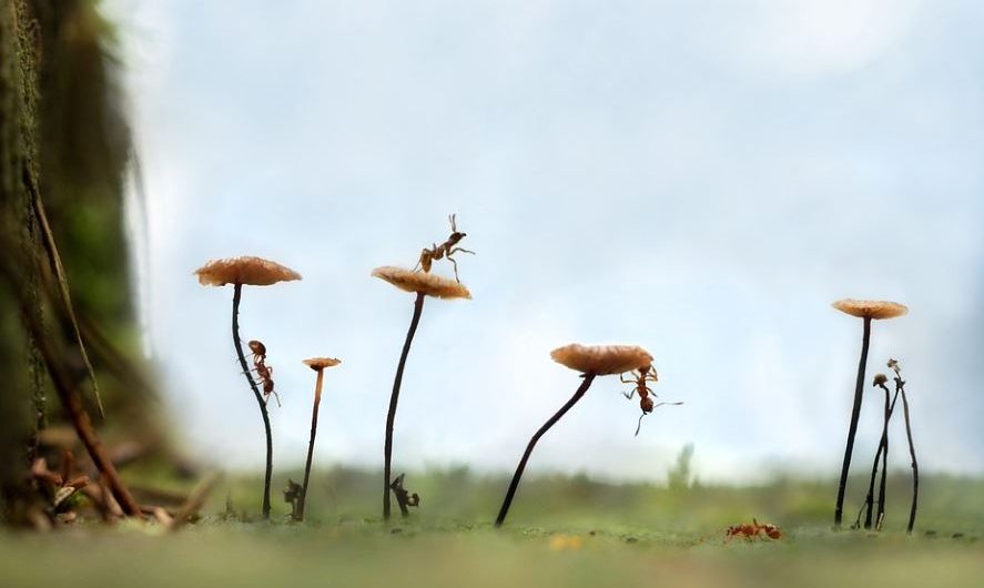 20 Spiritual Meanings of Dreaming of Catching Ants