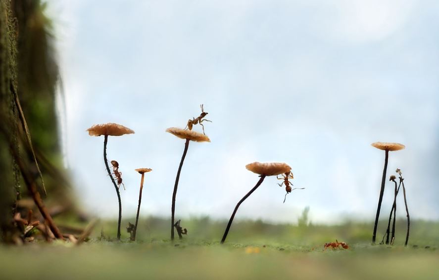 20 Spiritual Meanings of Dreaming of Catching Ants
