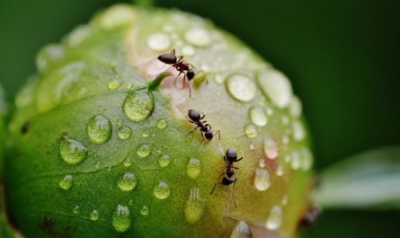 20 Spiritual Meanings of Dreaming of Killing Ants