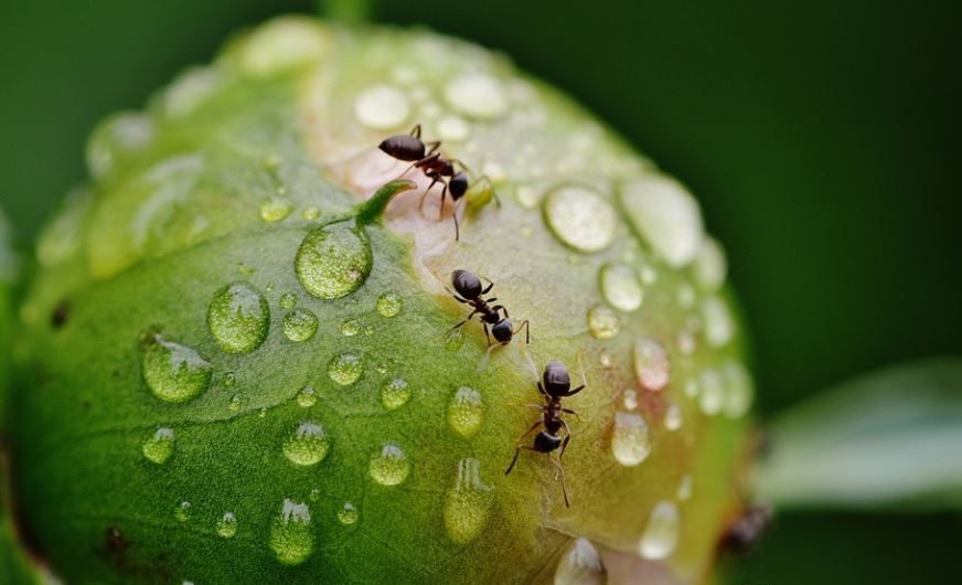 20 Spiritual Meanings of Dreaming of Killing Ants