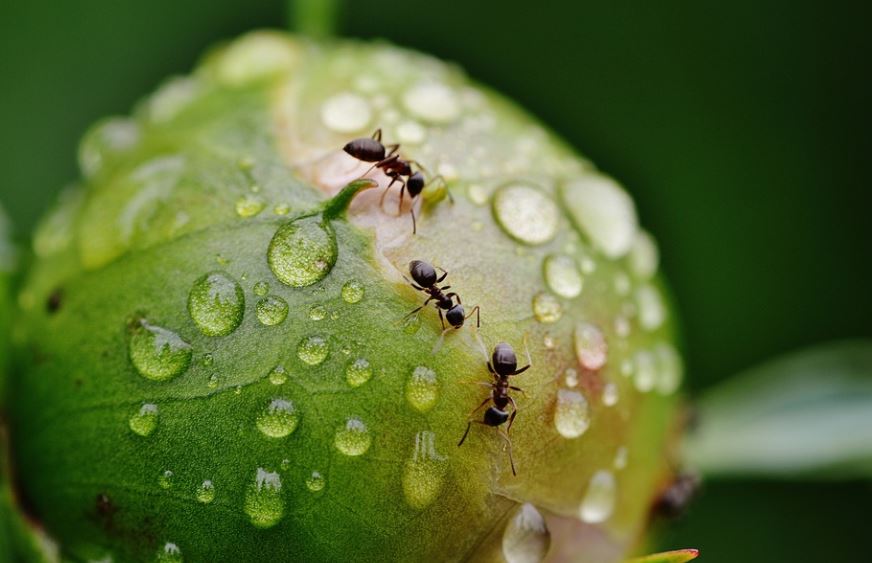 20 Spiritual Meanings of Dreaming of Killing Ants