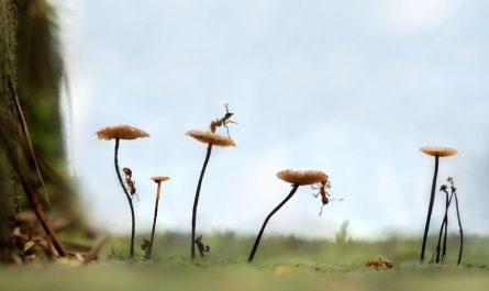 23 Spiritual Meanings of Dreaming of Ants