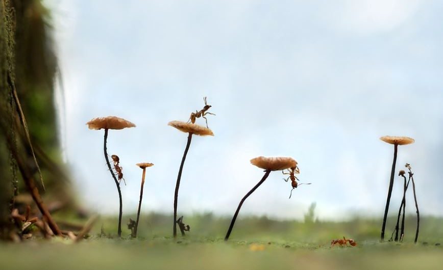 23 Spiritual Meanings of Dreaming of Ants