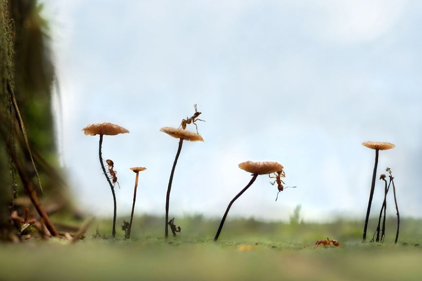 23 Spiritual Meanings of Dreaming of Ants