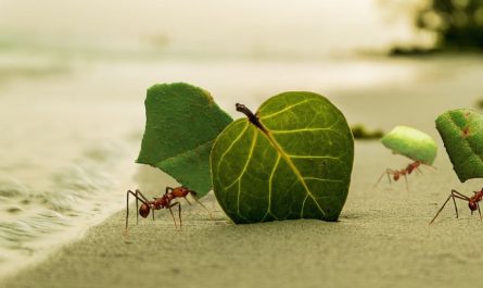 16 Spiritual Meanings of Dreaming of Eating Ants