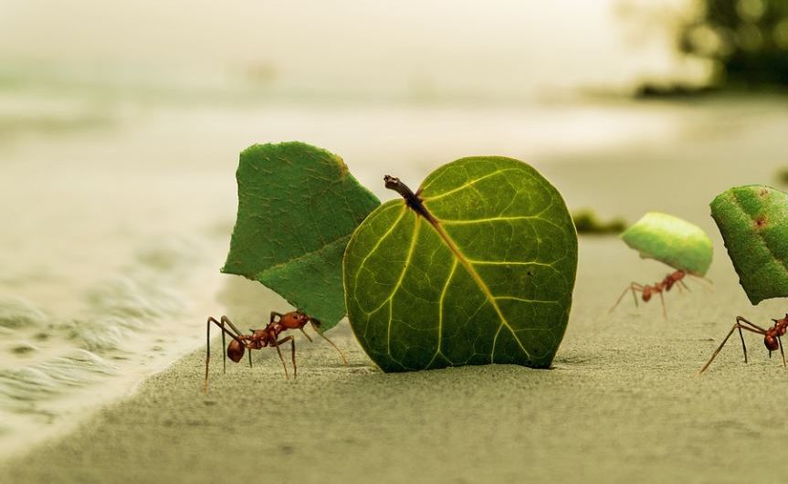 16 Spiritual Meanings of Dreaming of Eating Ants