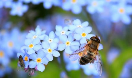 15 Spiritual Meanings of Dreaming of Being Bited by Bees