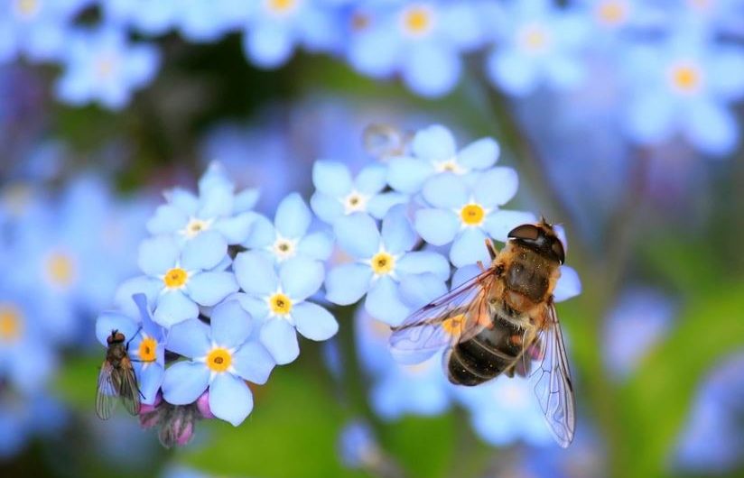 15 Spiritual Meanings of Dreaming of Being Bited by Bees