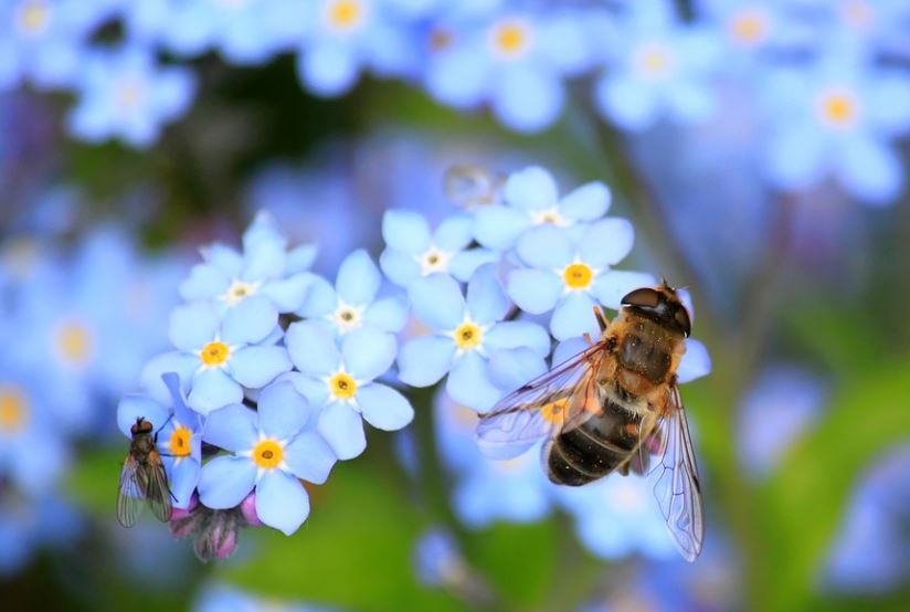15 Spiritual Meanings of Dreaming of Being Bited by Bees