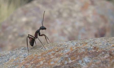 18 Spiritual Meanings of Dreaming of Being Bited by Ants