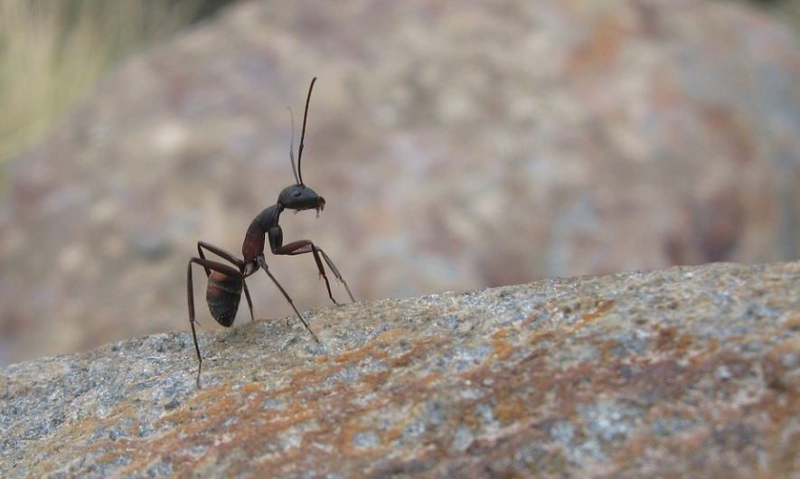 18 Spiritual Meanings of Dreaming of Being Bited by Ants