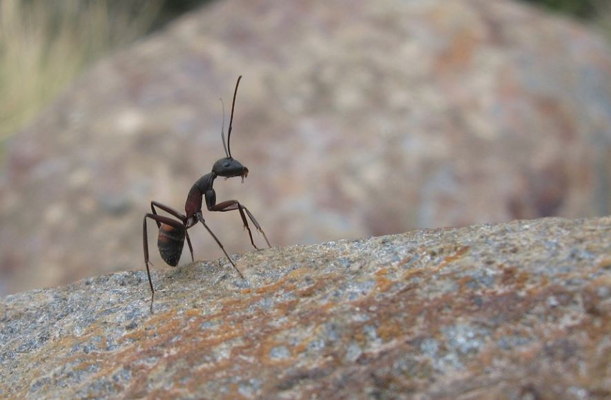 18 Spiritual Meanings of Dreaming of Being Bited by Ants