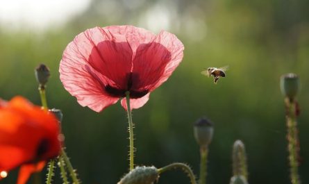 19 Spiritual Meanings of Dreaming of Killing Bees