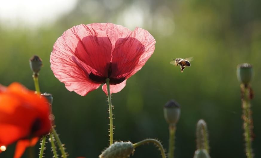 19 Spiritual Meanings of Dreaming of Killing Bees