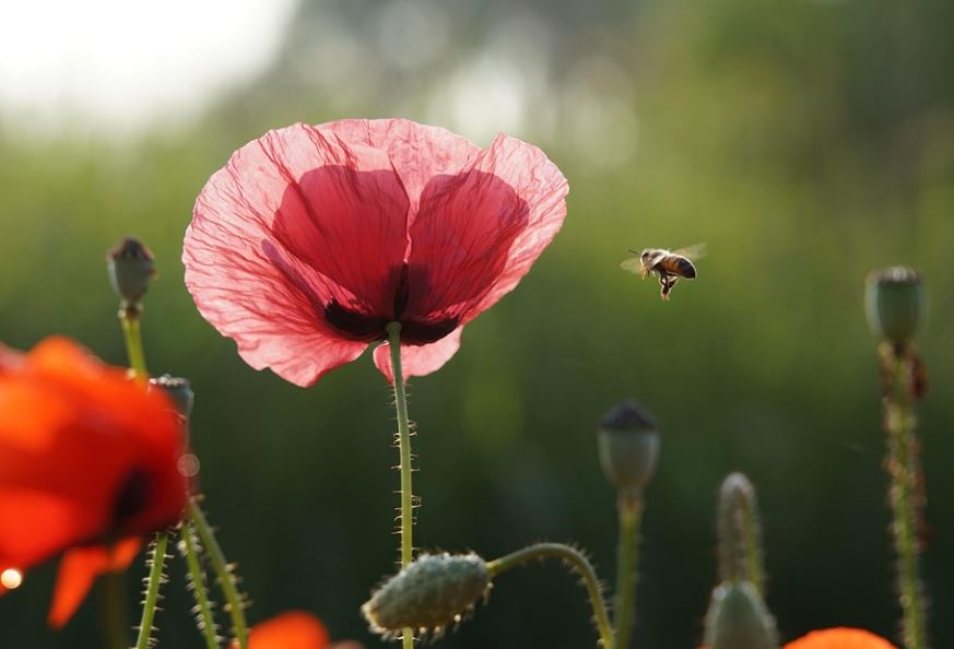 19 Spiritual Meanings of Dreaming of Killing Bees