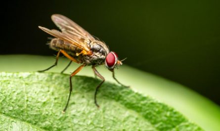 30 Spiritual Meanings of Dreaming of Flies