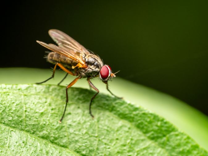 30 Spiritual Meanings of Dreaming of Flies
