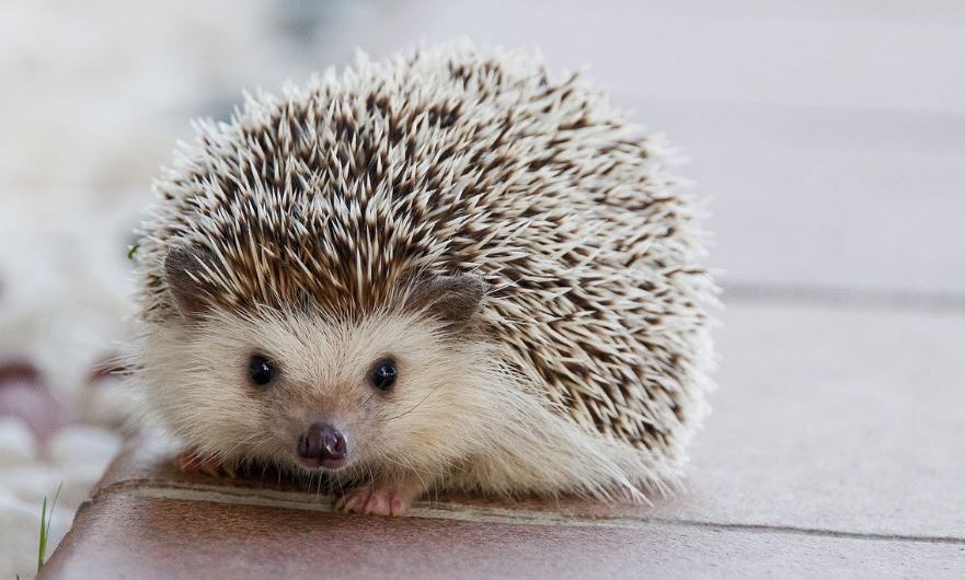 20 Spiritual Meanings of Dreaming of Hedgehog