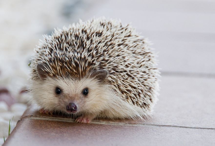 20 Spiritual Meanings of Dreaming of Hedgehog