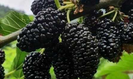 18 Spiritual Meanings of Dreaming about Mulberries