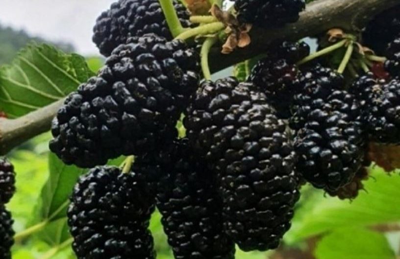 18 Spiritual Meanings of Dreaming about Mulberries