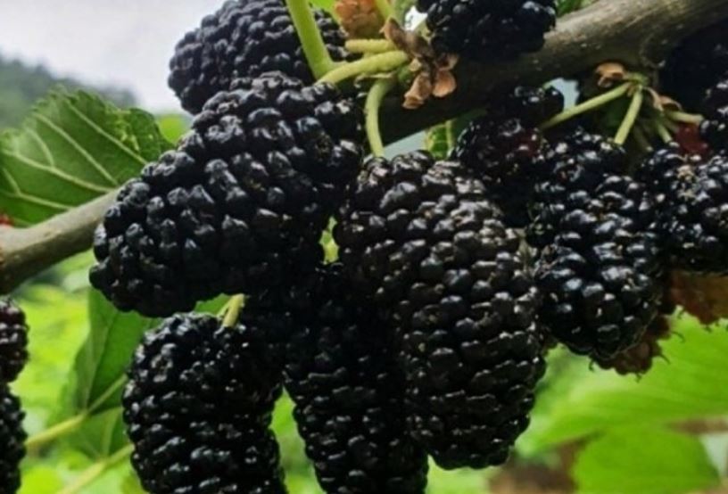 18 Spiritual Meanings of Dreaming about Mulberries