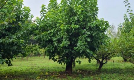 17 Spiritual Meanings of Dreaming of Mulberry Trees