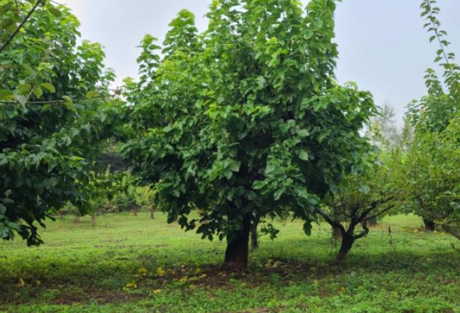 17 Spiritual Meanings of Dreaming of Mulberry Trees