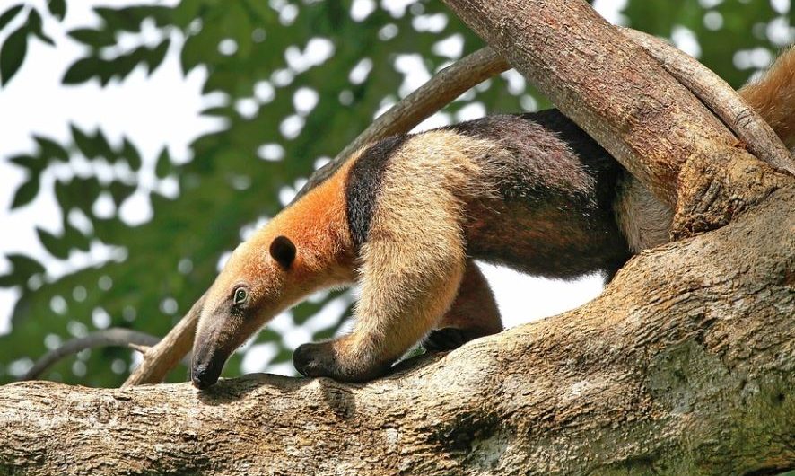 17 Spiritual Meanings of Dreaming about Anteaters