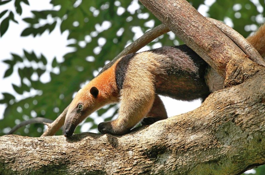 17 Spiritual Meanings of Dreaming about Anteaters
