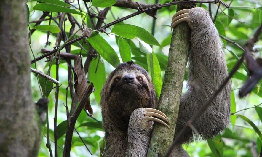 17 Spiritual Meanings of Dreaming about  Sloth