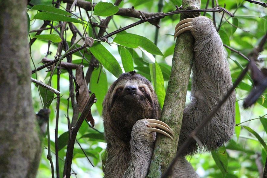 17 Spiritual Meanings of Dreaming about Sloth