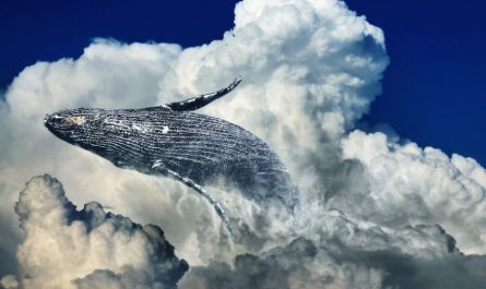 20 Spiritual Meanings of Dreaming about killer whales