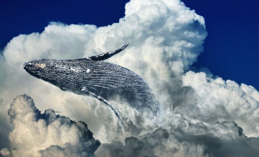 20 Spiritual Meanings of Dreaming about killer whales