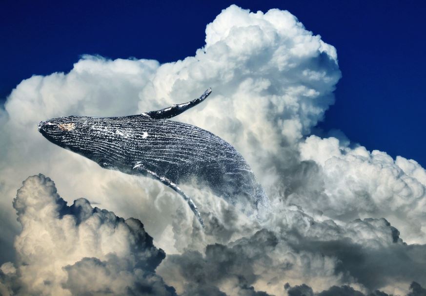 20 Spiritual Meanings of Dreaming about killer whales