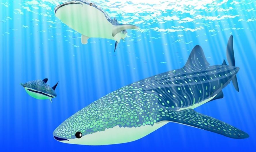 16 Spiritual Meanings of Dreaming about whale meat