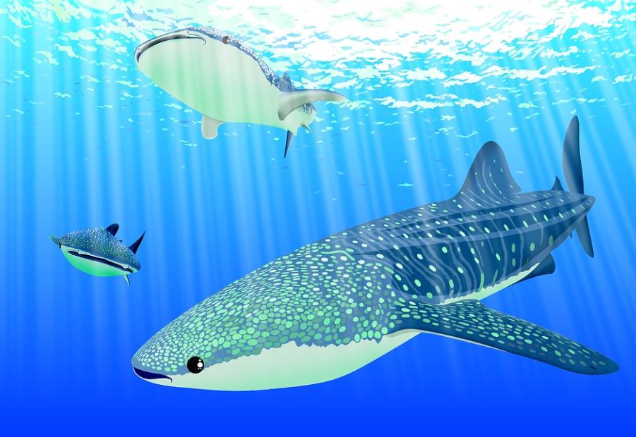 16 Spiritual Meanings of Dreaming about whale meat