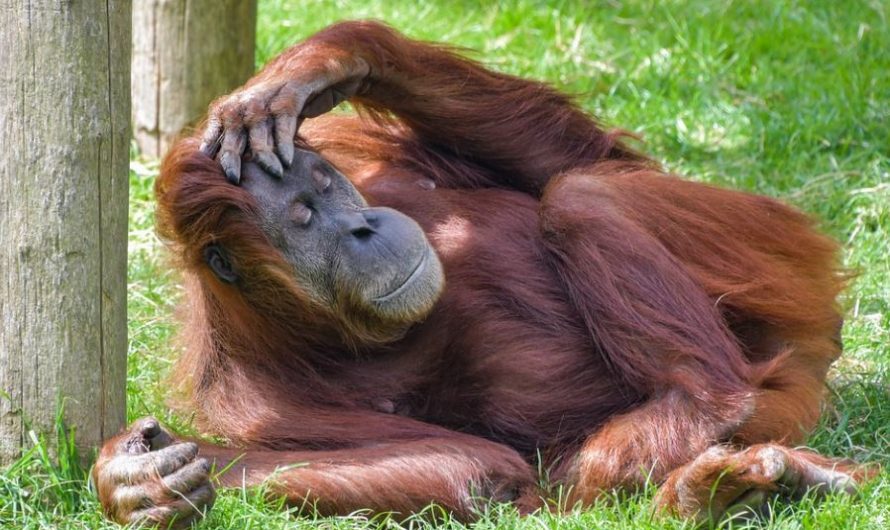 17 Spiritual Meanings of Dreaming about Orangutans