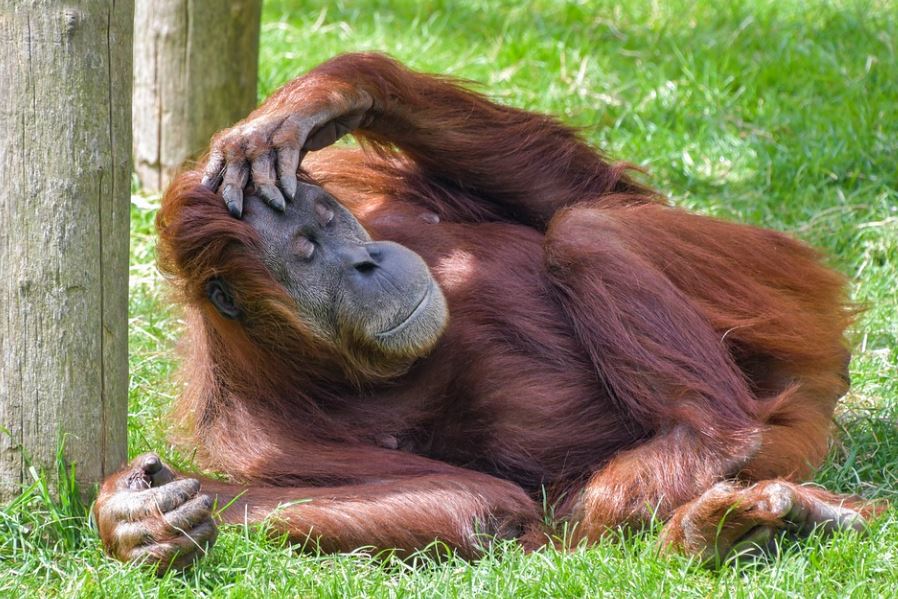 17 Spiritual Meanings of Dreaming about orangutans
