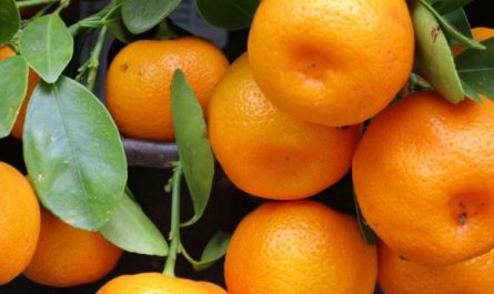 Dream about big oranges : Dream about big oranges : Meaning & InterpretationsMeaning & Interpretations