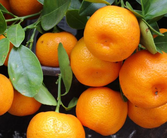 Dream about big oranges : Dream about big oranges : Meaning & InterpretationsMeaning & Interpretations