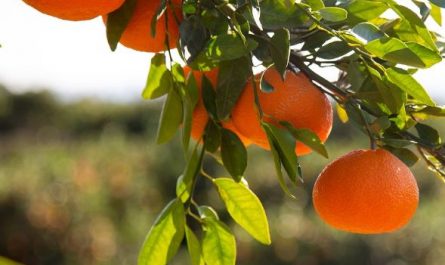 Dream about orange tree : Meaning & Interpretations