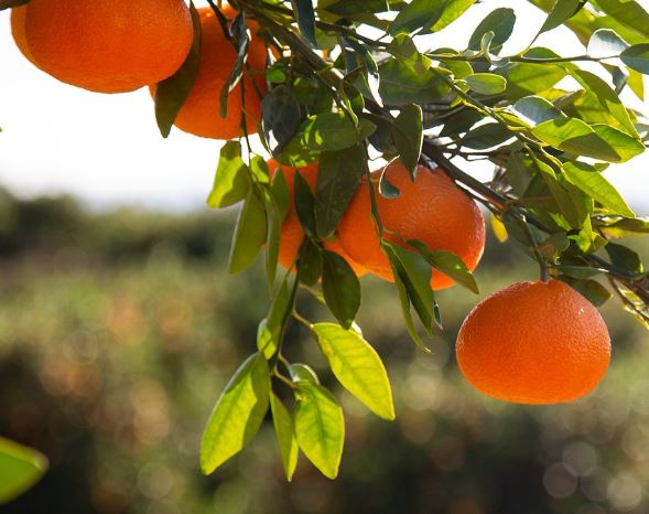 Dream about orange tree : Meaning & Interpretations