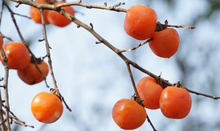 Dreaming about persimmons : Meaning & Interpretations
