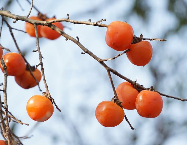 Dreaming about persimmons : Meaning & Interpretations